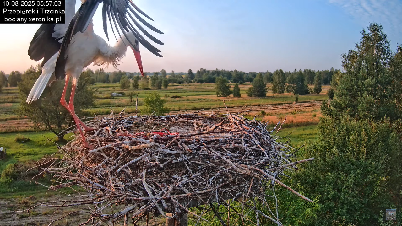 10082025bociany6