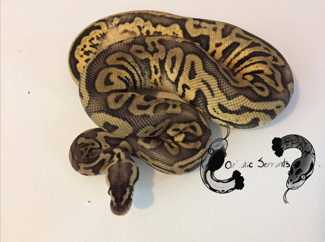 Nyx (F;2020 Super pastel Leopard)
