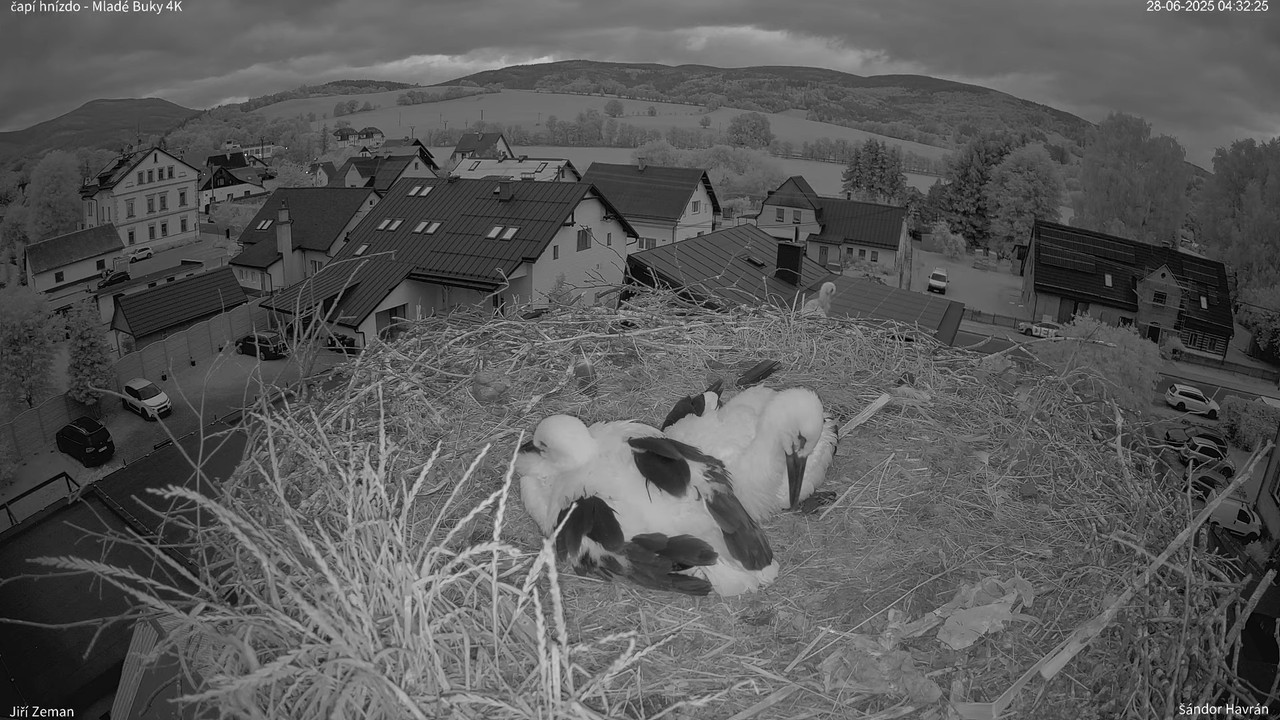 Živá kamera - Mladé Buky - čapí hnízdo 4K 7-4-35 screenshot
