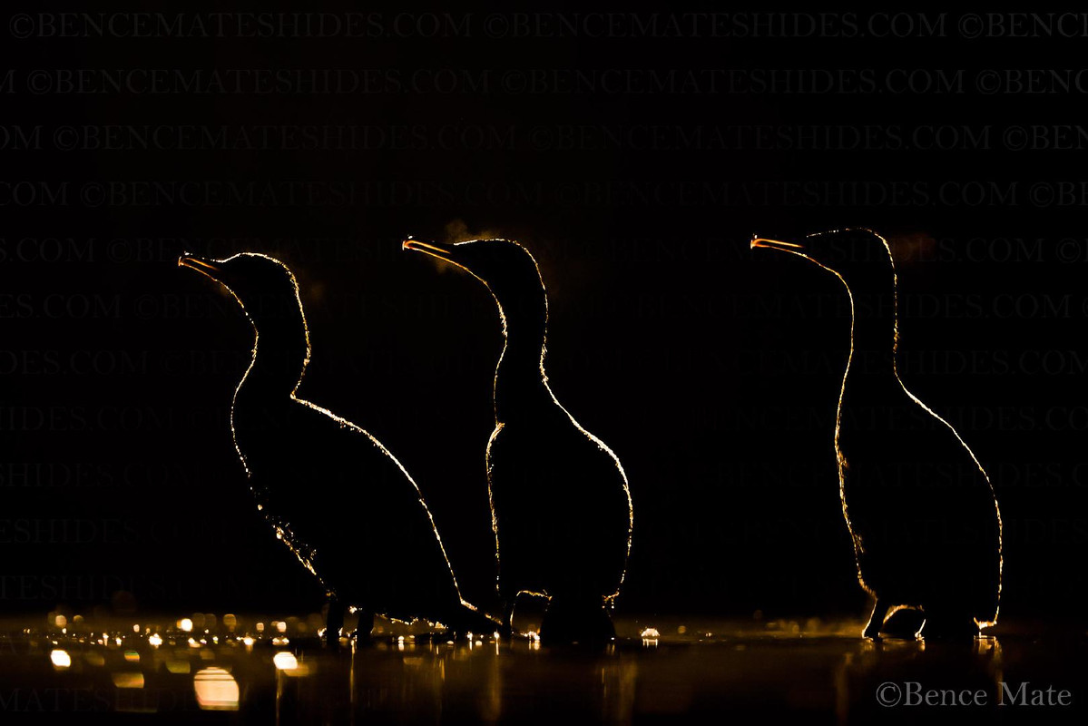 Kormorán mátébence