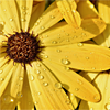 Rain-A-3