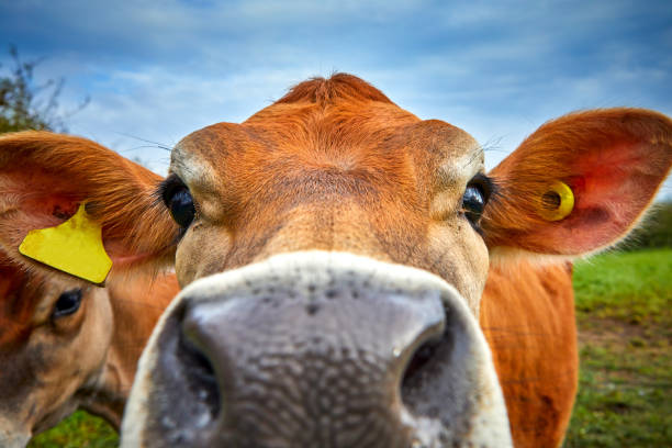 jersey-cow-head.jpg