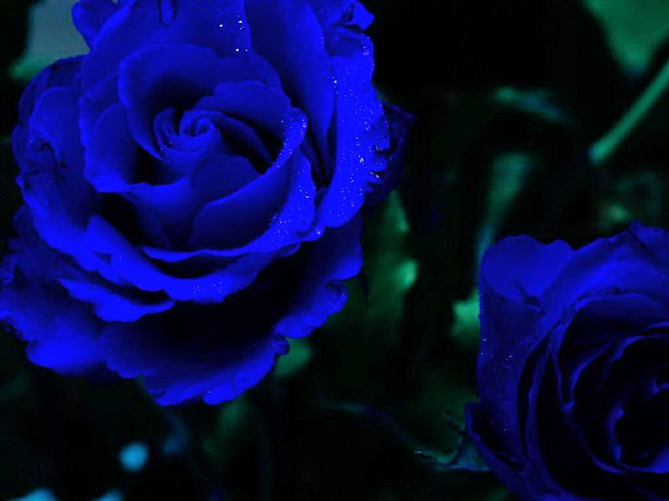 BEAUTIFUL-ROSES