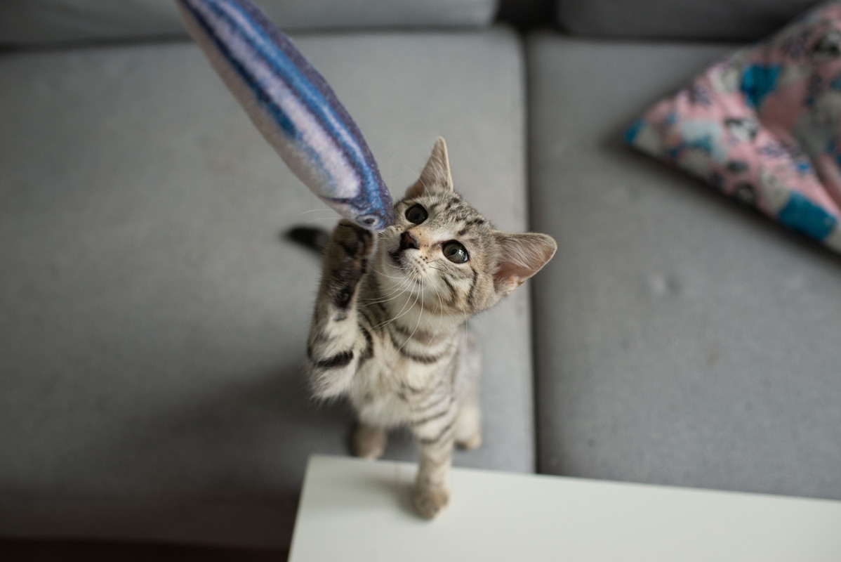 6539690A-B315-4D8A-8A9F-603AB3BD51EE