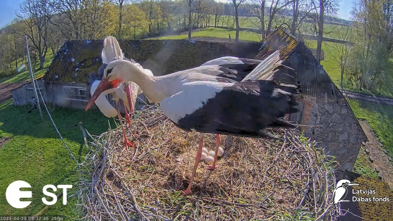 Baltie stārķi (Ciconia ciconia) Tukuma novadā - LDF tiešraide __ White storks in Tukums, Latvia 13-5
