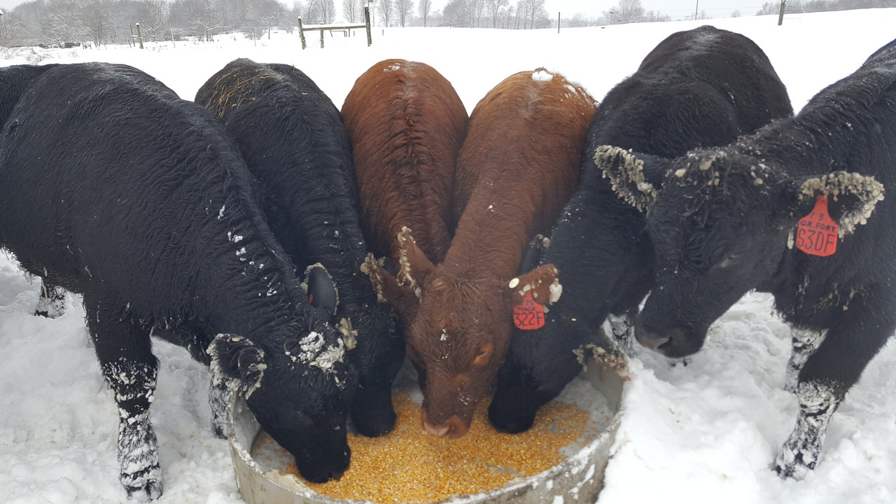 11-16-18 replacement hfrs