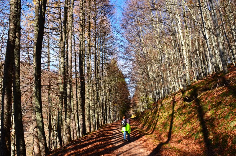 SELVA DE IRATI-14-11-2015-NAVARRA - Paseando por España-1991/2015-Parte-1 (65)