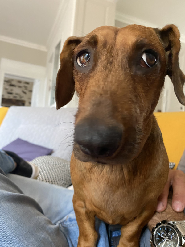 [Image: 8-FA54-A6-A-2-F16-40-E1-9-F55-D1025335-F98-E.jpg]