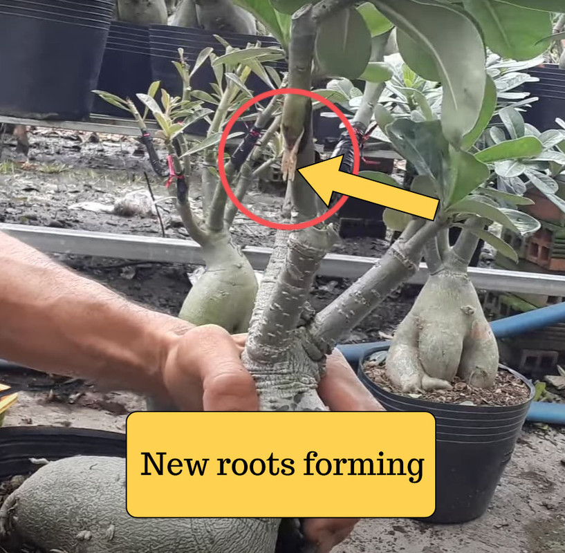 adenium-roots-shooting-out.jpg