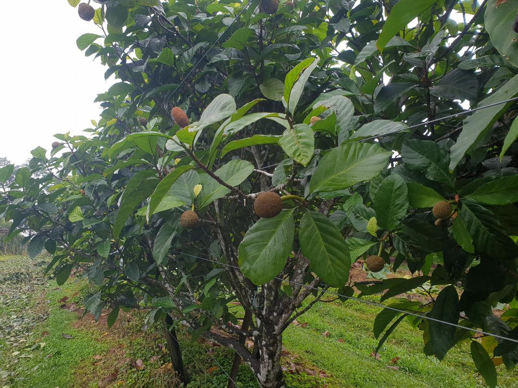 a keledang on trellis