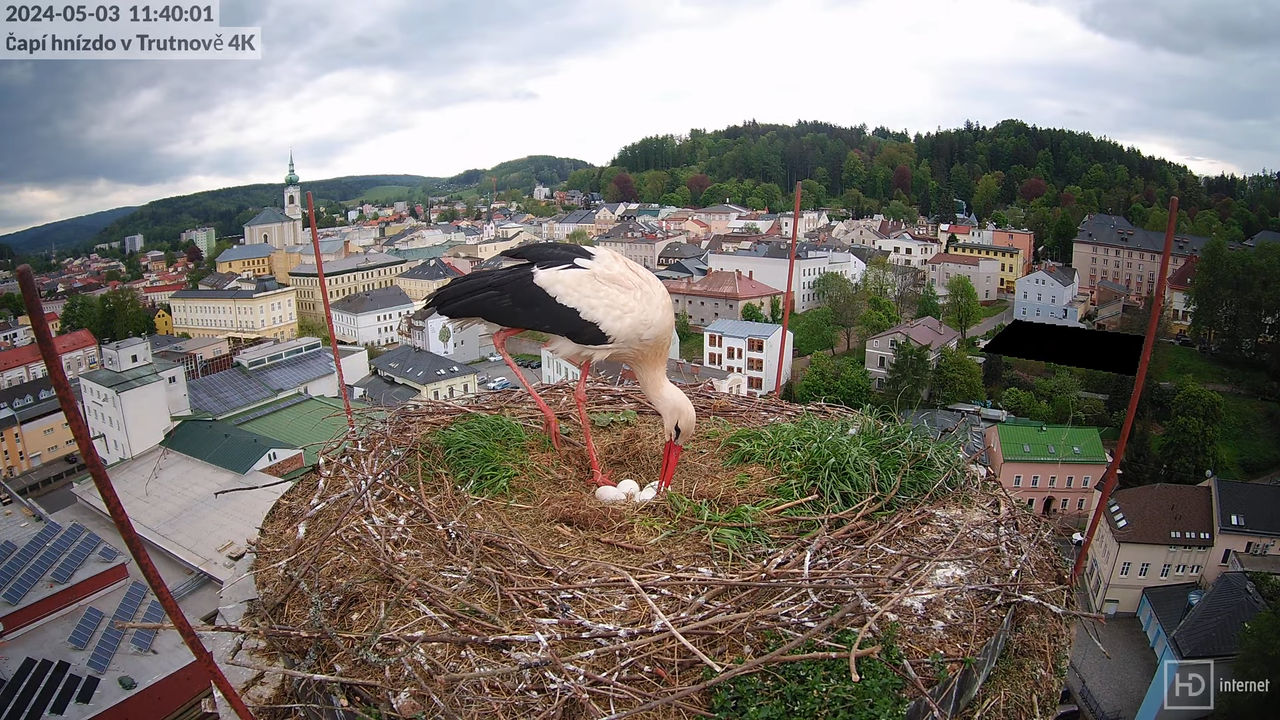 Tiešraidē no stārķa ligzdas uz alus darītavas skursteņa Trutnovā 12-38-36 screenshot