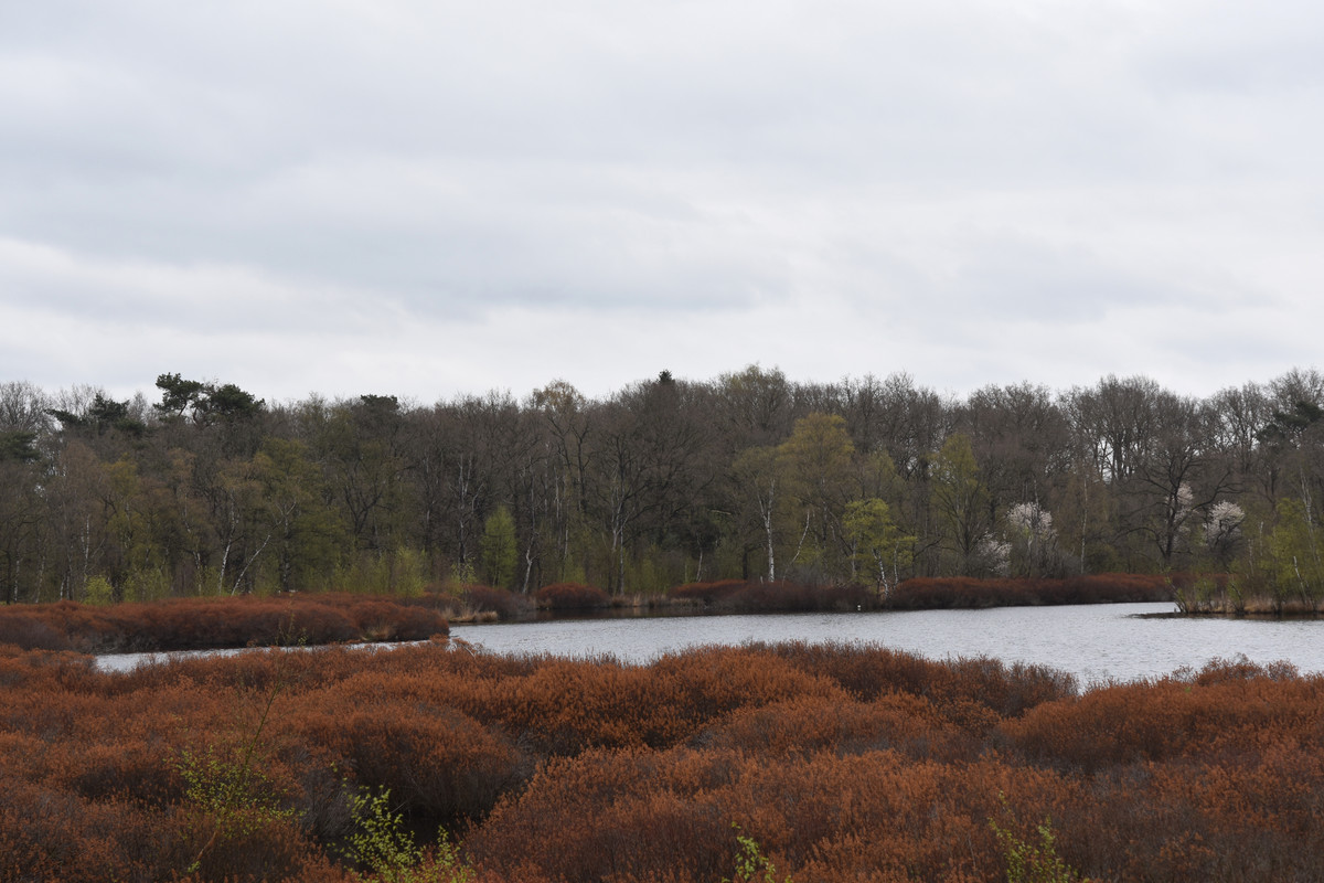 DSC_0041AMB 20-4-23  Zeegser Duinen