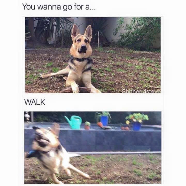 Wallkies-Dogpicstblr.jpg