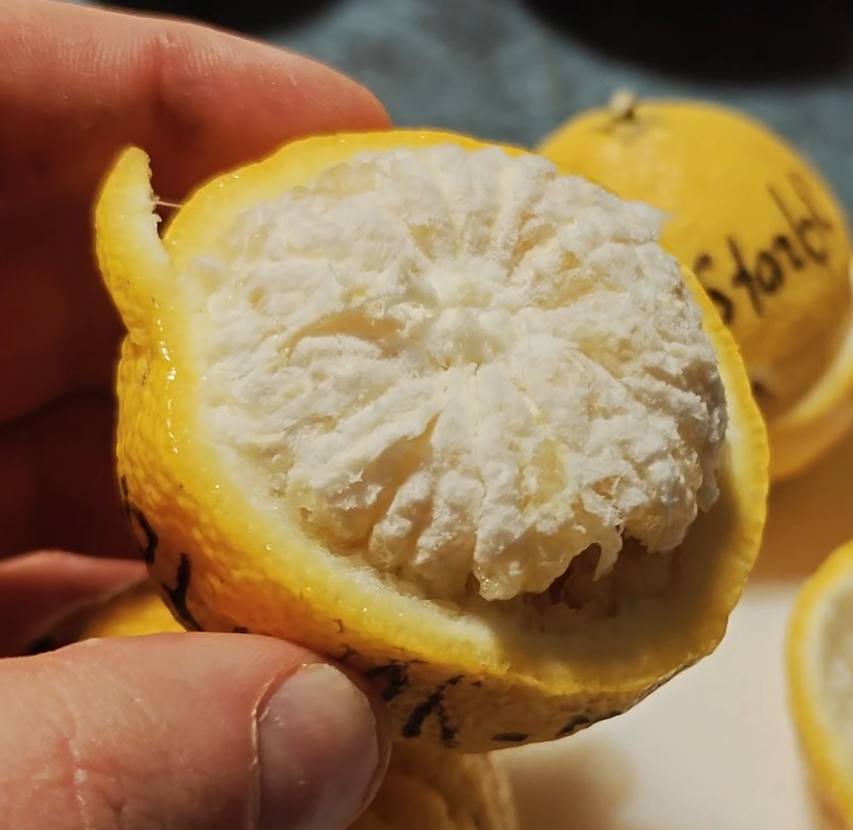 Citrus yalta