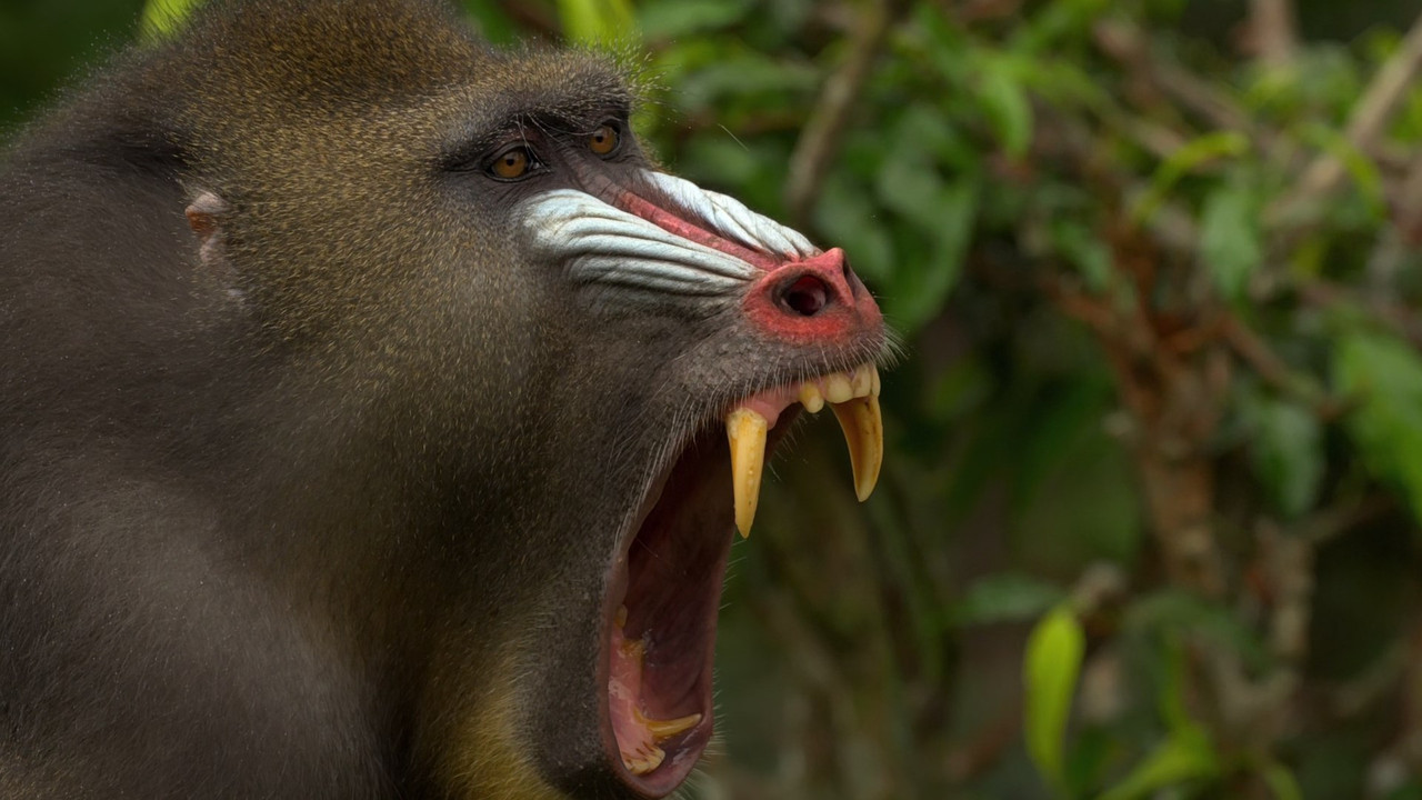 Monkey Planet (2014) - S01E01 - Meet the Family (1080p BluRay x2