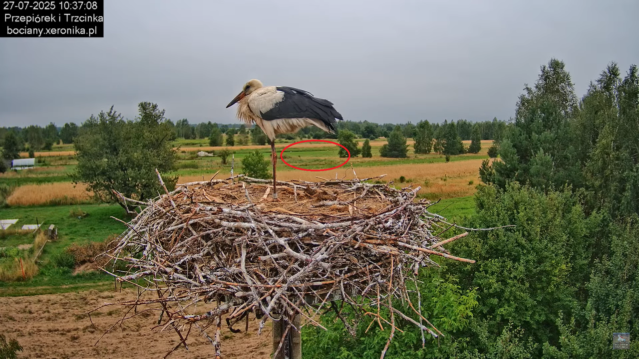 27072025bociany28