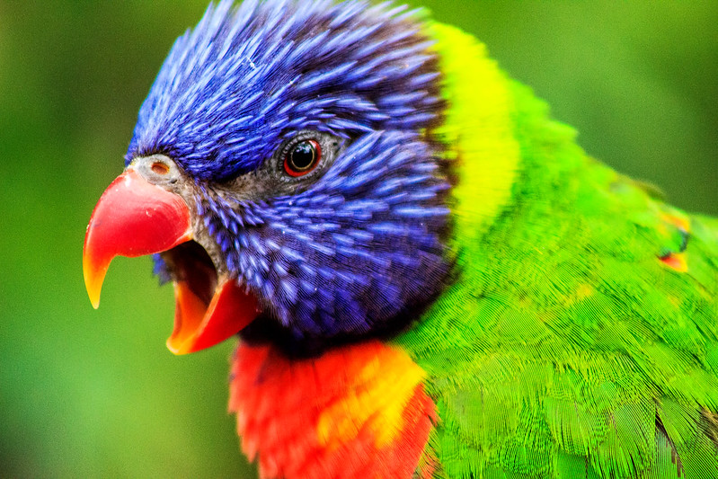 multirainbowlorikeet.jpg