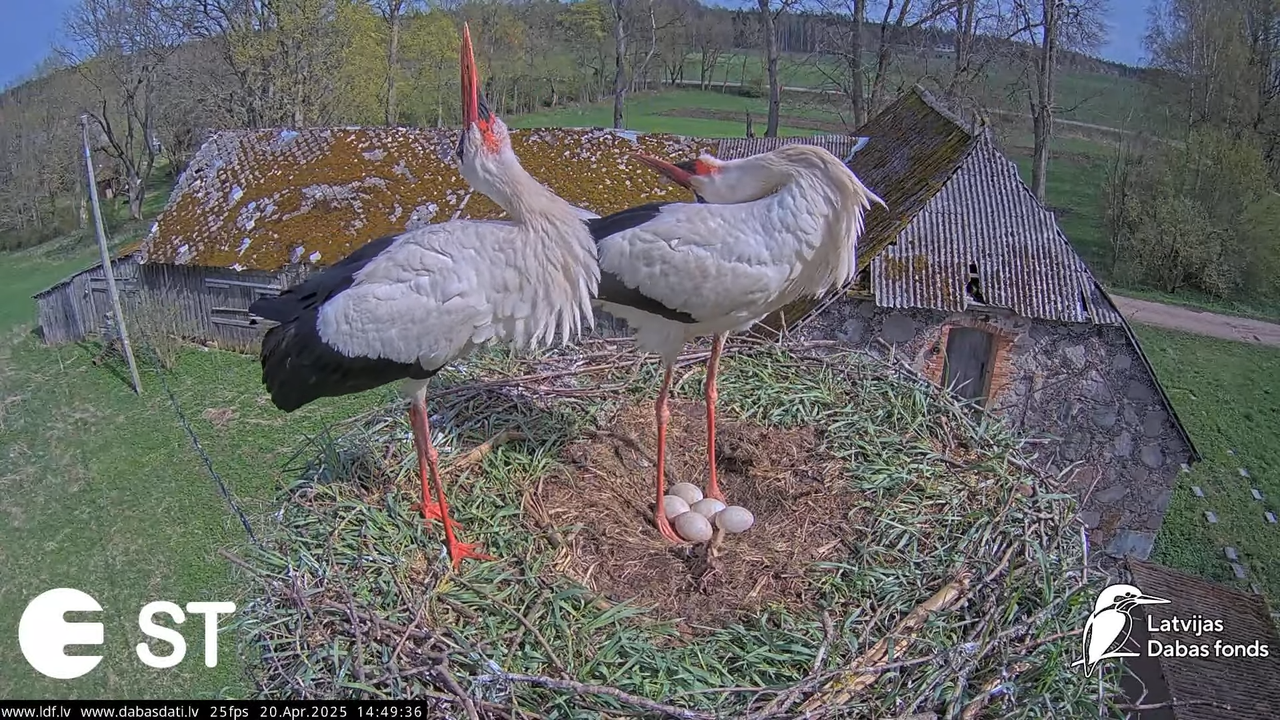 (42) Baltie stārķi (Ciconia ciconia) Tukuma novadā __ White storks in Tukums, Latvia - YouTube - 752