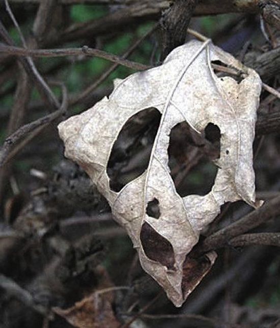 facefunnyleaf.jpg