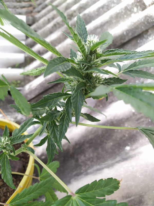 WhatsApp Image 2020-06-27 at 4.51.17 PM (2)