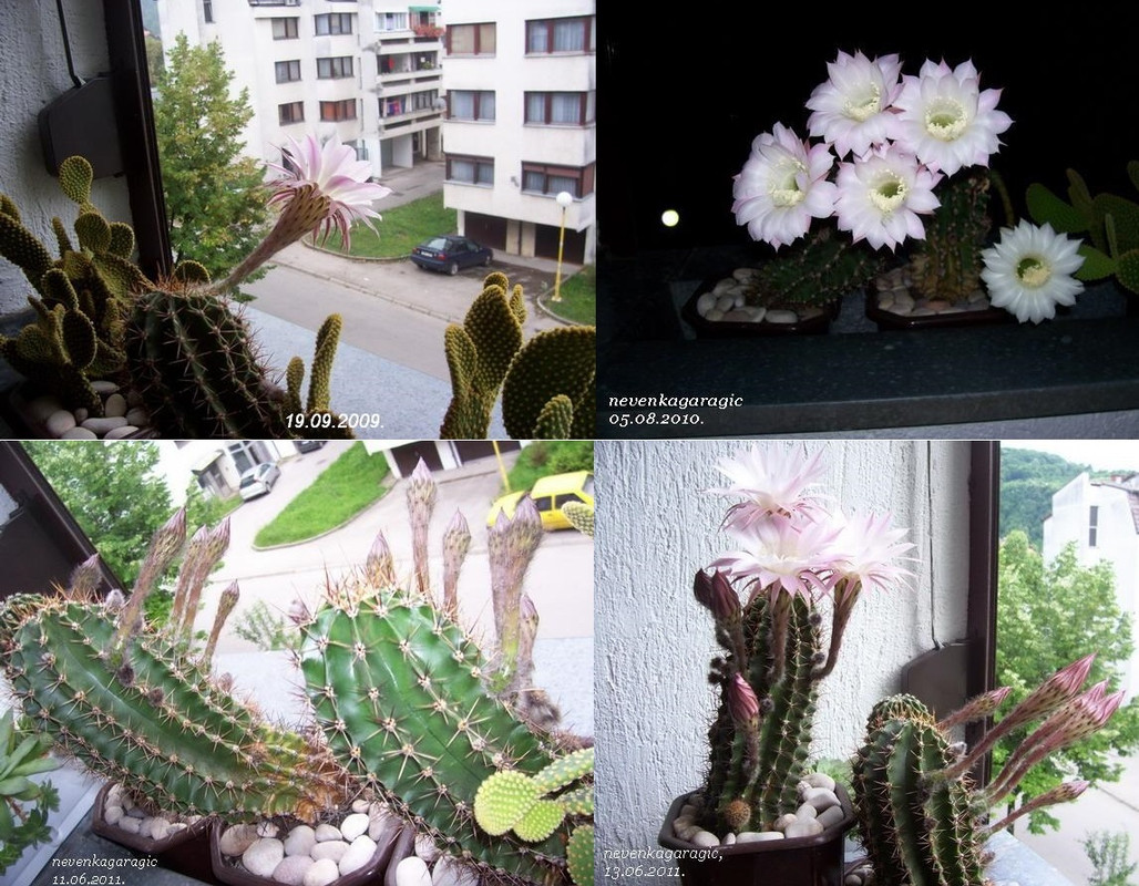 3-19.09.2009., 05.08.2010. i 06.2011.