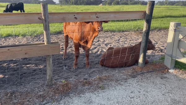 F7363197-BFC1-4-DB1-BDD6-45-B9-B8-C3-F85-B.gif