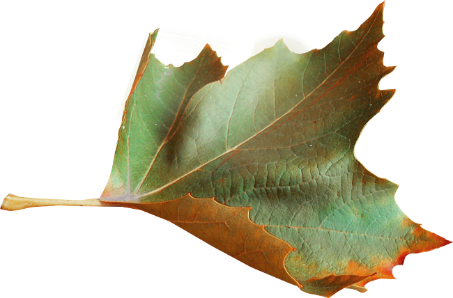 Autumn Witchery (130)