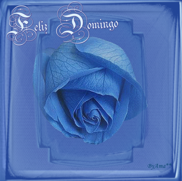 Rosa Azul de El Cairo Domingo