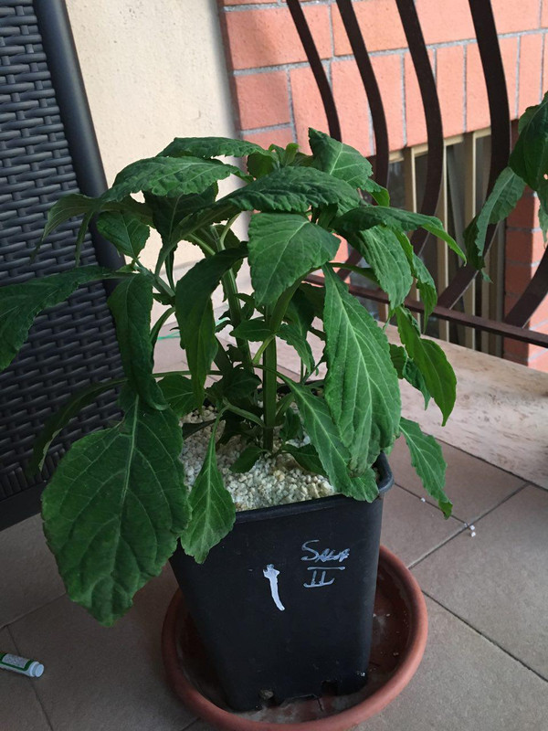 photo_2018-06-20_12-29-57 (4)