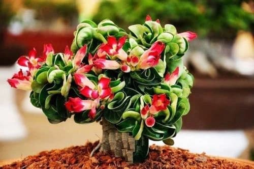dorset-horn-adenium.jpg