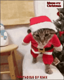 christmas-cat-funky-xmas-cat.gif