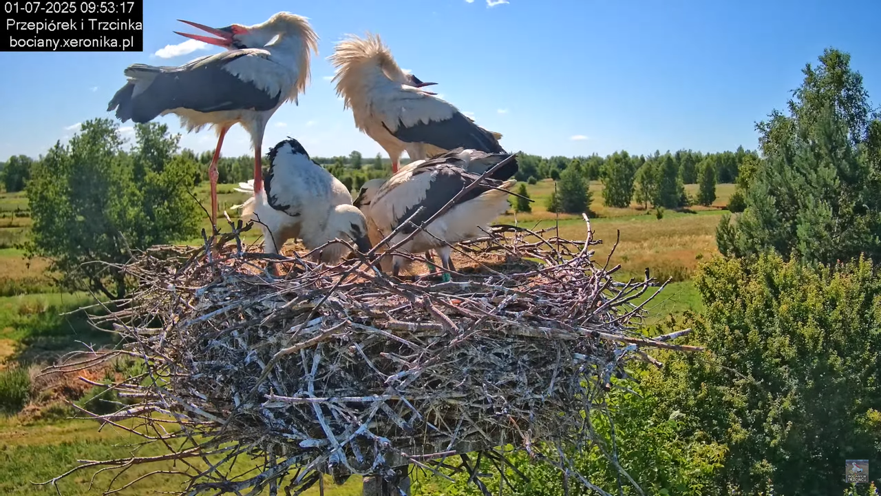 01072025bociany24