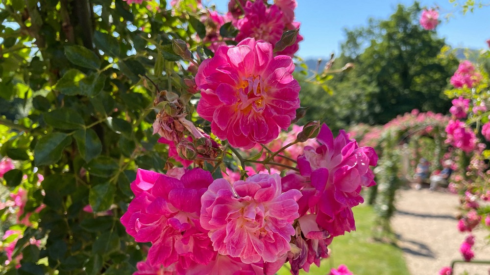 1655297414117-rosen-baden-baden-rosenneuheiten-104-v-16x9-2d-XL-77ed5d09bafd4e3cf6a5a0264e5e16ea35f