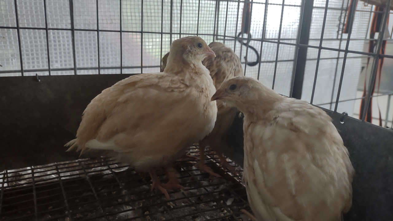 IMG_20250724_184847720