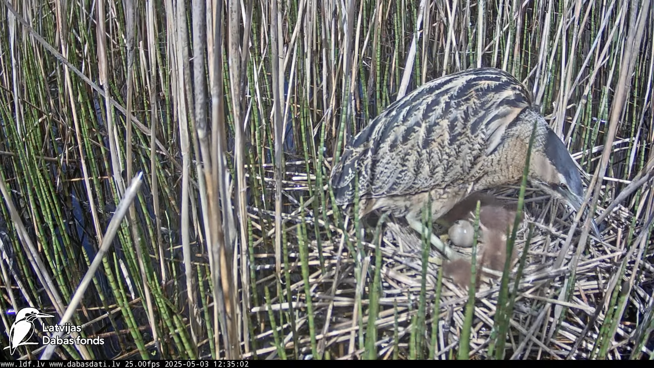 LDF Lielais dumpis (Botaurus stellaris) Zemītes pagastā 12-54-37 screenshot