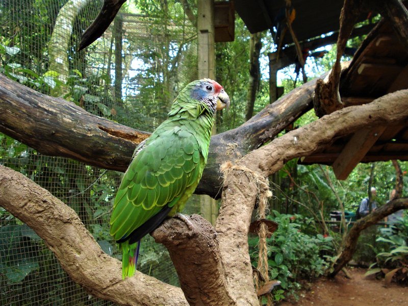 Parque de las Aves-25-2-2010 - Brasil y sus pueblos-2010 (51)