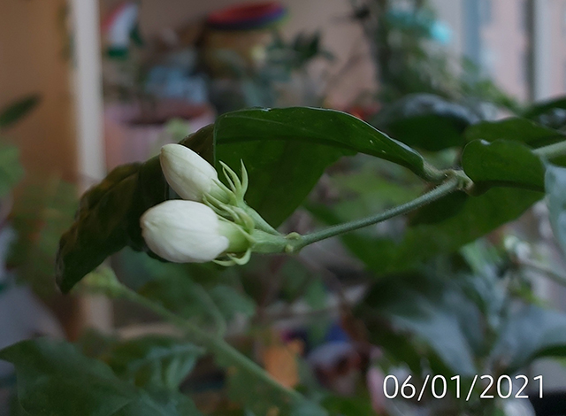 [Image: IMG-20210106-115448.jpg]
