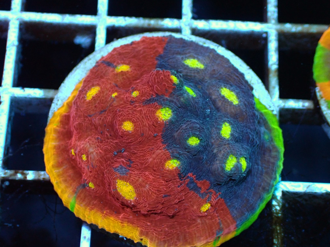 BROAQUA 布魯水族 珊瑚水族零售_照片_20240320_18