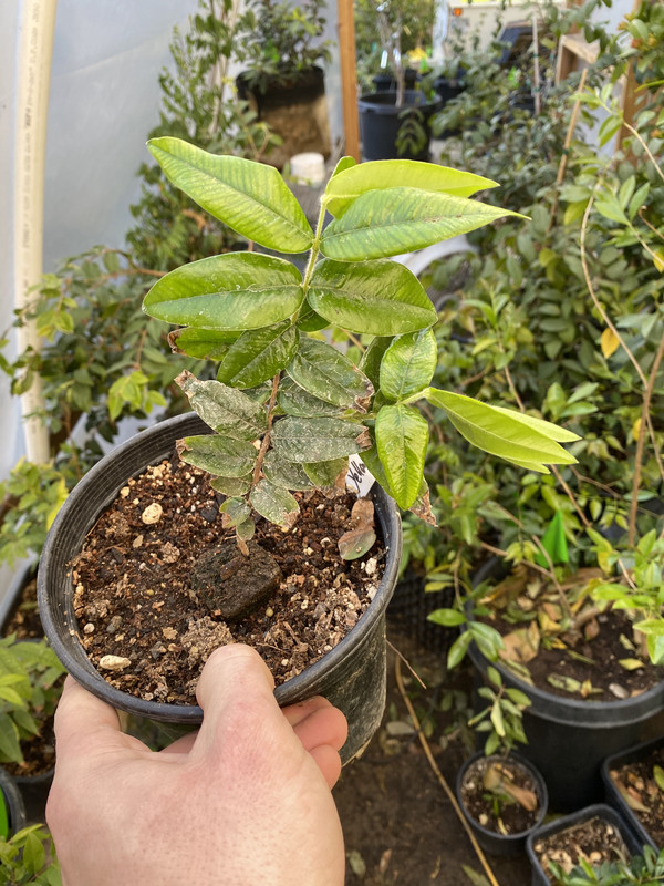 DADAE8D5-8AF1-4A06-A563-4E1365A5C96F