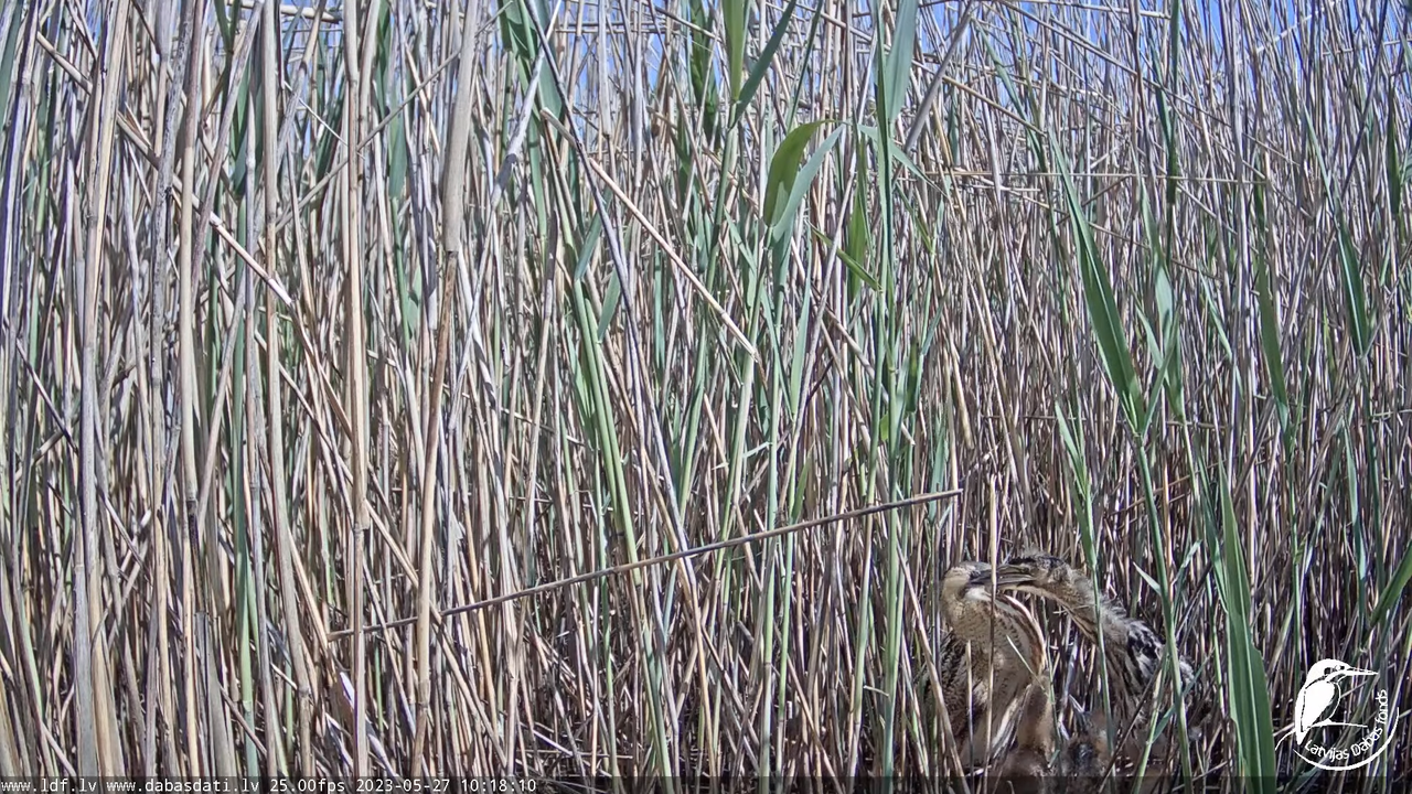 Lielais dumpis (Botaurus stellaris) Engurē - LDF tiešraide 7-59-28 screenshot