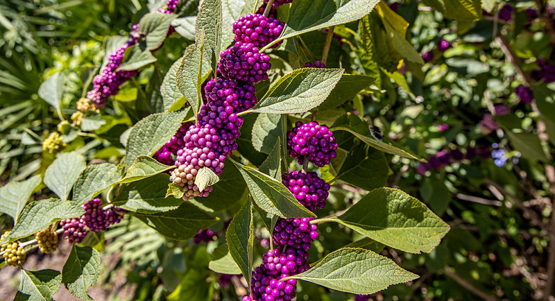 magenta-berries.jpg