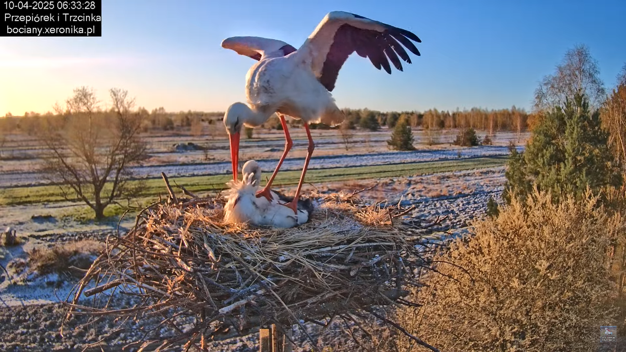 10042025bociany (13)
