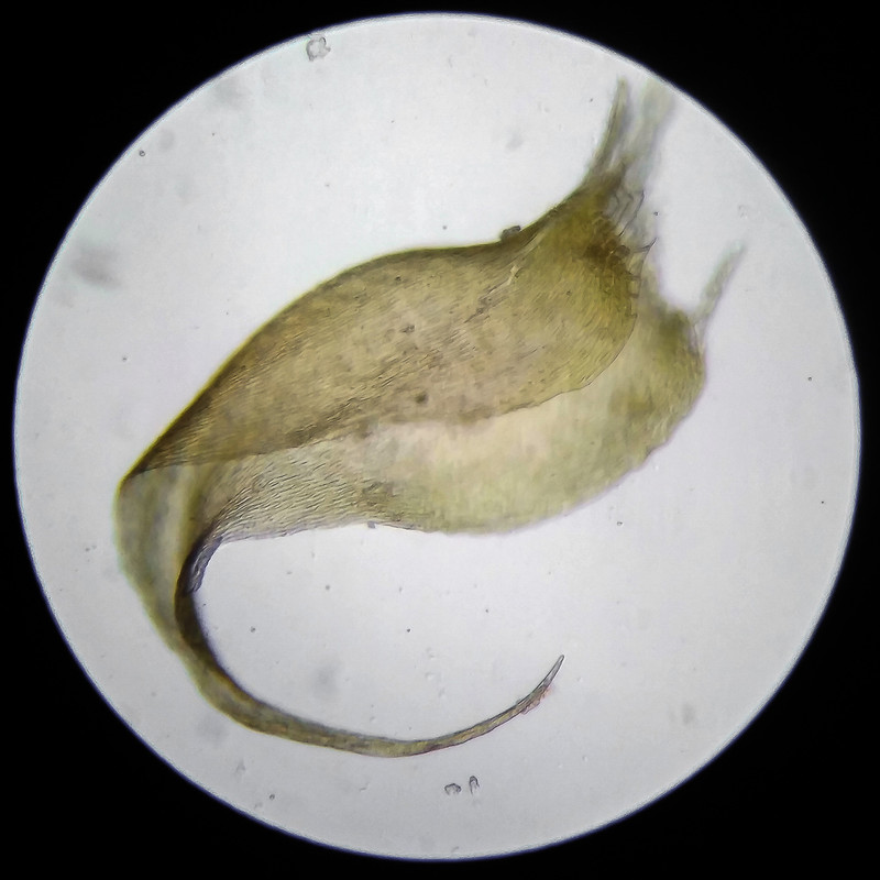 IMG 20250614 203311 HDR