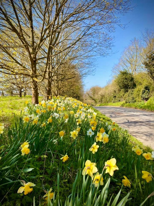 flower-spring-daffodils.jpg