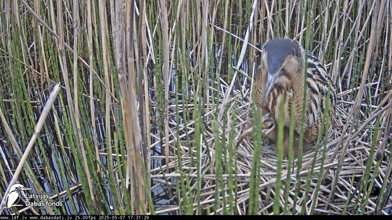 LDF Lielais dumpis (Botaurus stellaris) Zemītes pagastā 11-21-24 screenshot