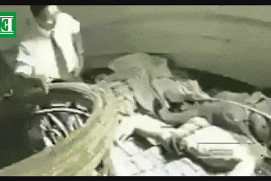 mm-11-fuji.gif
