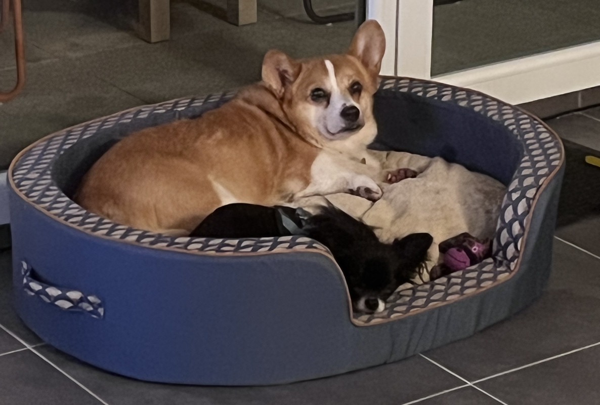 [Image: 29-E74-A10-418-D-4-F0-B-9-A80-F4-C2-A1-FDE49-F.jpg]