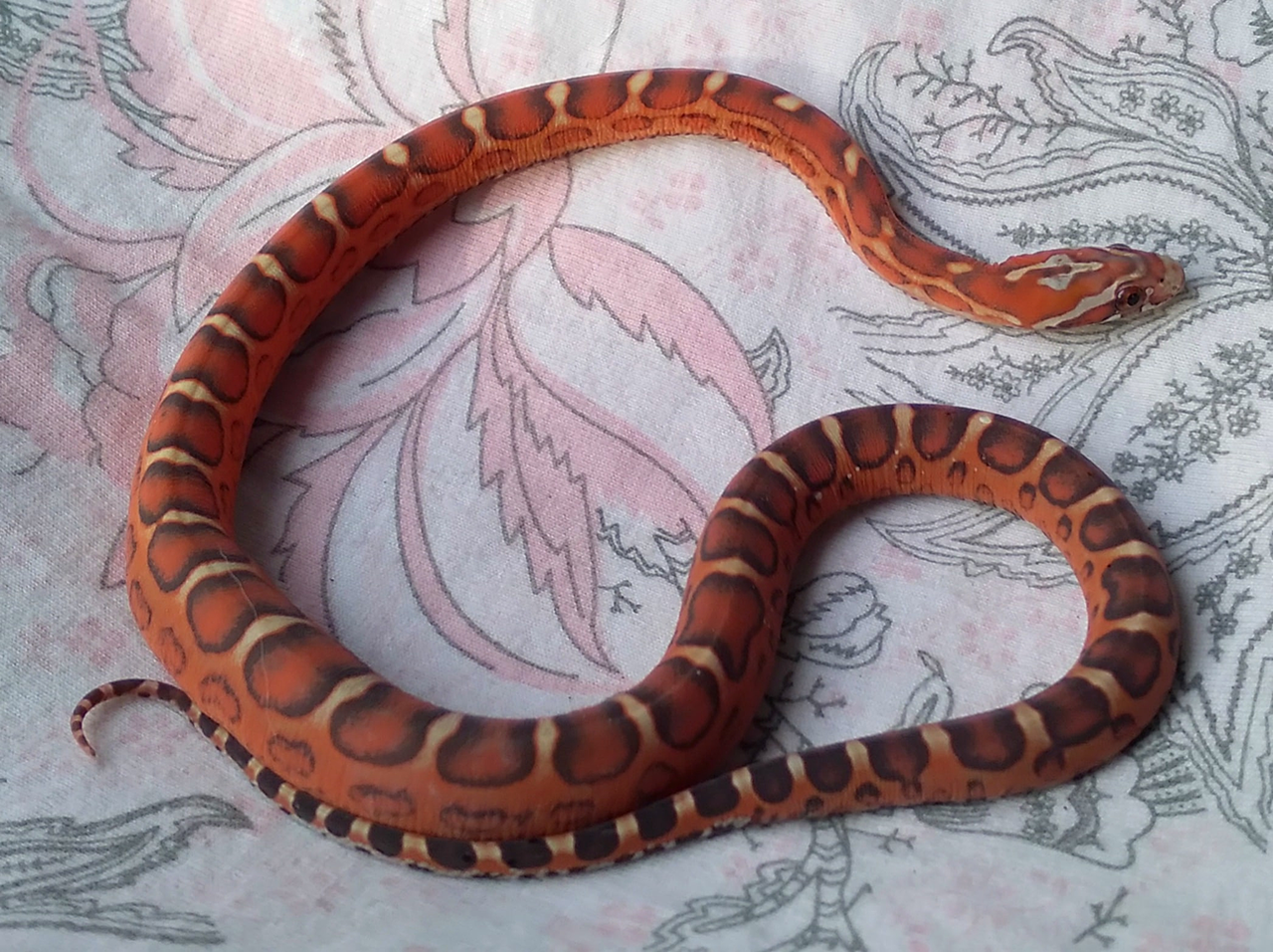 Scaleless-3.png