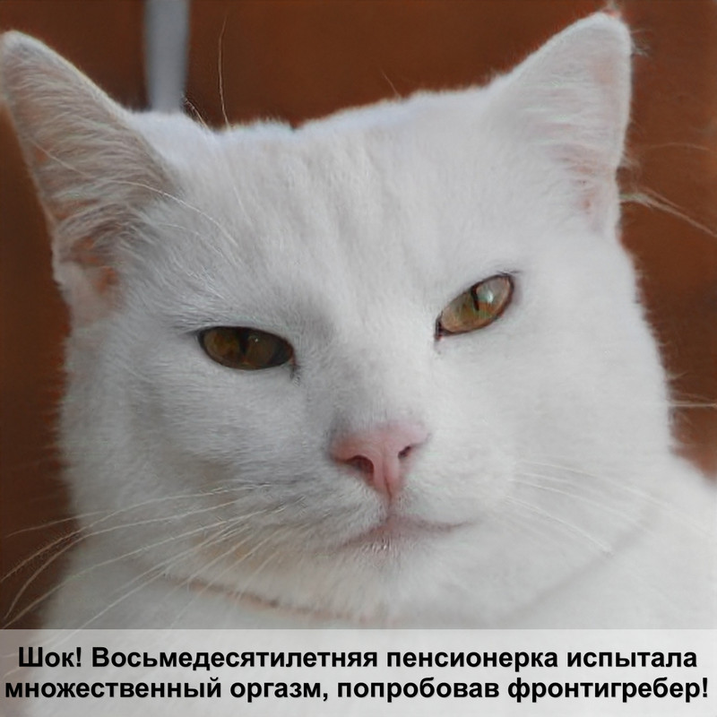 маленькие кошки лысые