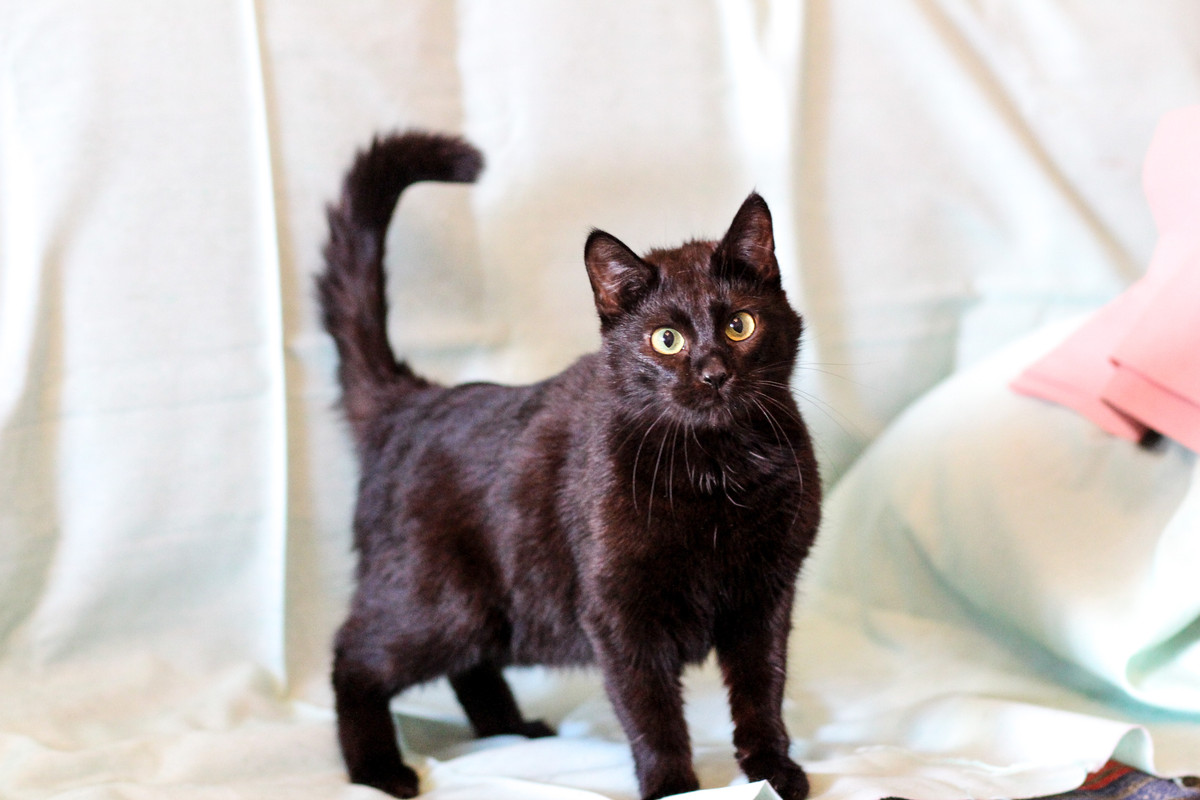 IMG_0610, кошка Туся